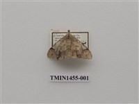 藏品(尺蠖蛾科)的圖片